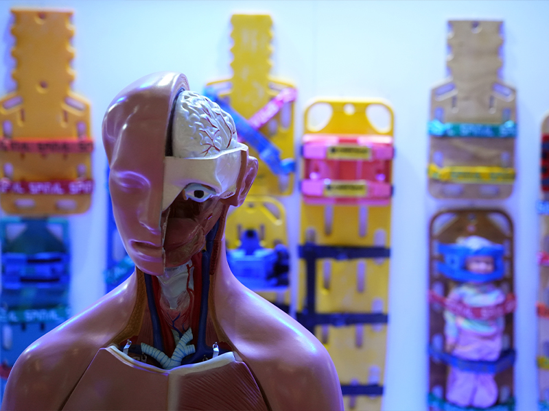 Un modelo anatómico de la parte superior del cuerpo humano con la mitad de la cabeza abierta, mostrando el cerebro. En el fondo, se ven camillas de emergencia de colores brillantes.