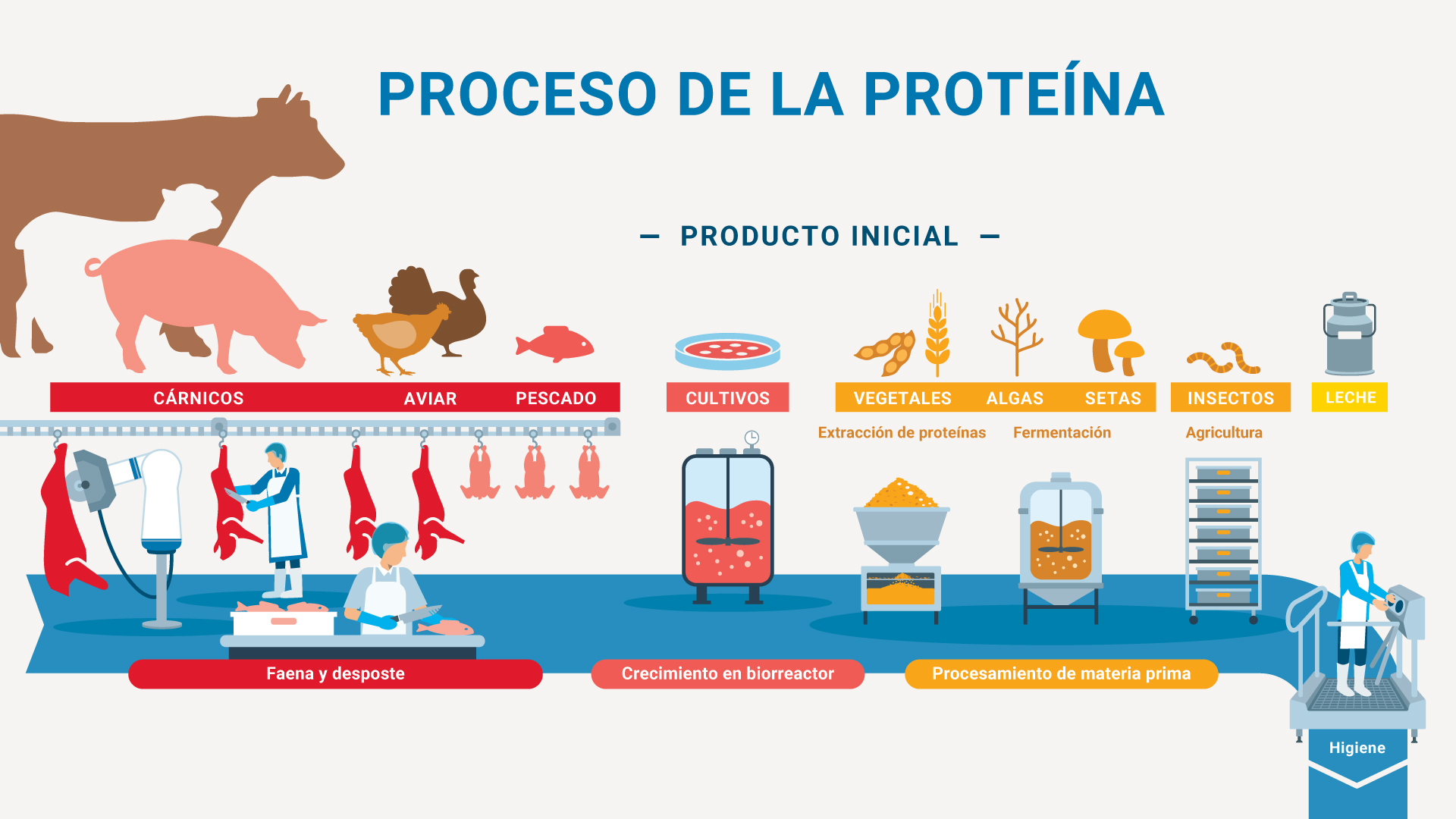 Infografía que describe el Proceso de la Proteína y el Comienzo de la producción para diversas fuentes. Se divide en categorías principales como Carne (con imágenes de vaca, cerdo, pollo, pavo y pescado, y etapas de sacrificio y despiece), Cultivos celulares (con crecimiento en biorreactor), y otras fuentes como Plantas, Algas, Setas e Insectos (con extracción, fermentación y agricultura), culminando con Leche y un proceso de higiene.